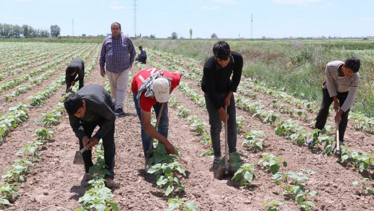 Aksaray’da tarımsal üretim hız kesmeden devam ediyor