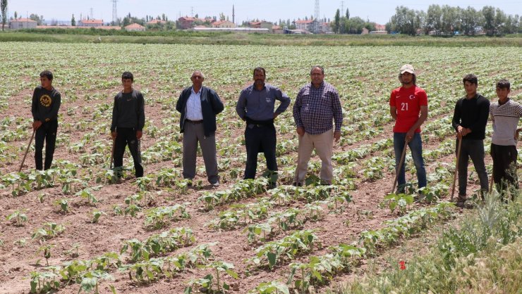 Aksaray’da tarımsal üretim hız kesmeden devam ediyor