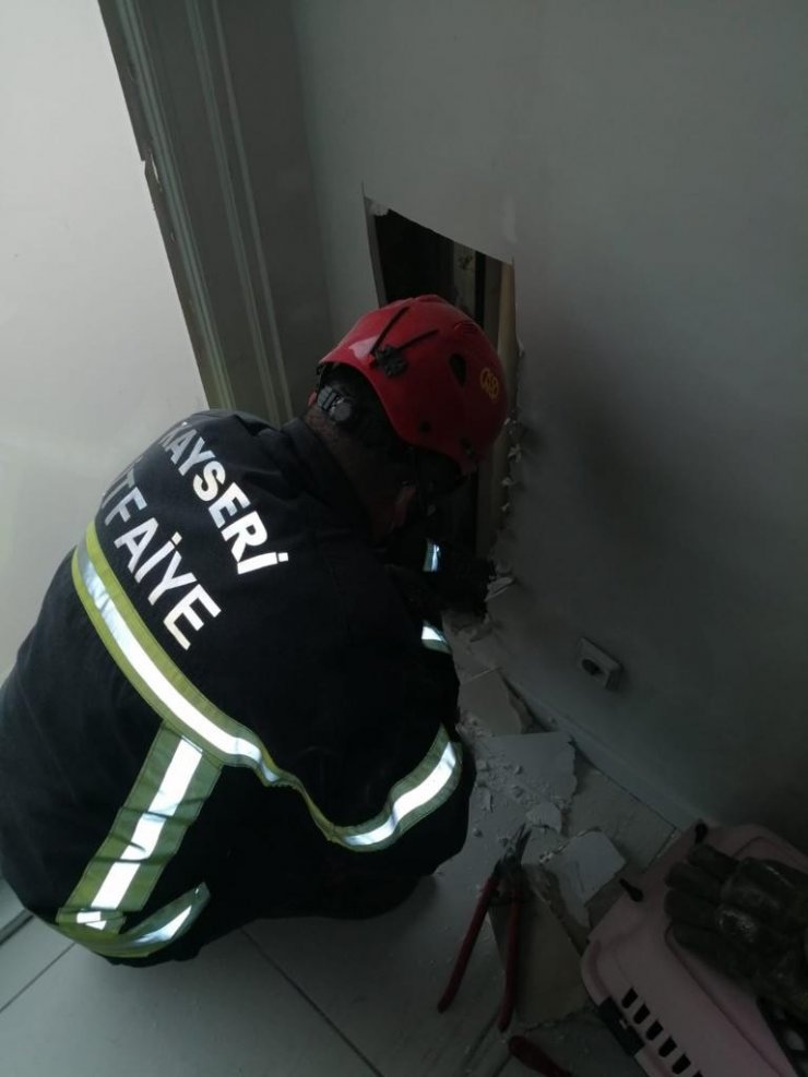 Duvardaki 3 metrelik dev yılan böyle yakalandı
