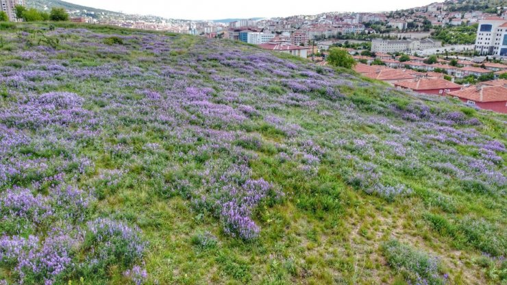 Tarihi Mercimektepe Höyüğü, açan yabani yoncalarla mor renge büründü