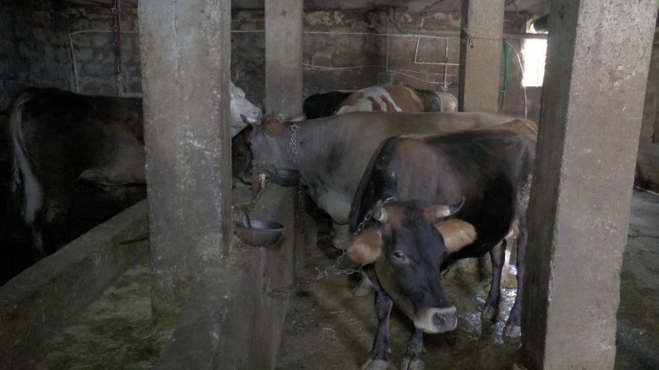 Bir tonluk ‘Şampiyon’ kurban için görücüye çıktı