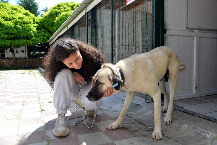 218 sokak hayvanı daha sıcak bir yuvaya kavuştu