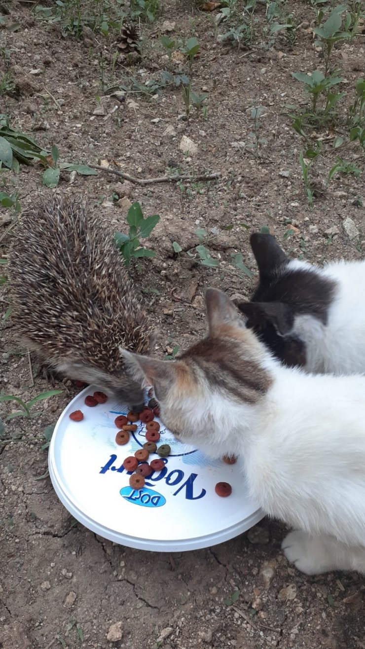 Kirpi ile kedilerin şaşırtan dostluğu