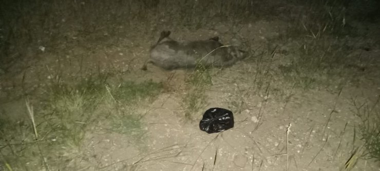 Karayoluna çıkan domuza çarpan otomobil hurdaya döndü