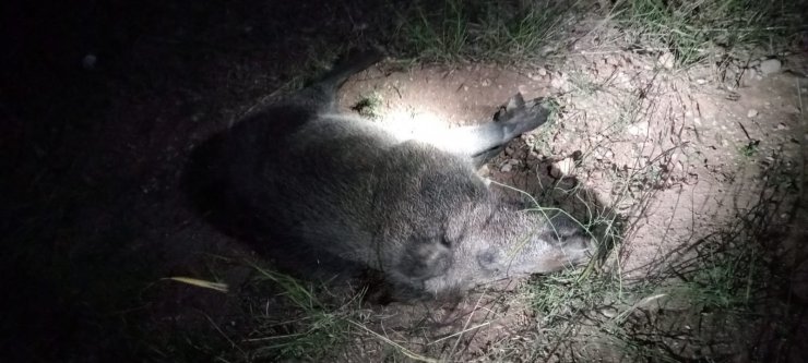 Karayoluna çıkan domuza çarpan otomobil hurdaya döndü