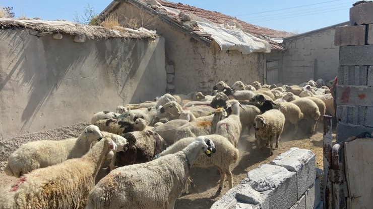Aksaray’dan yangın mağdurlarına canlı hayvan yardımı
