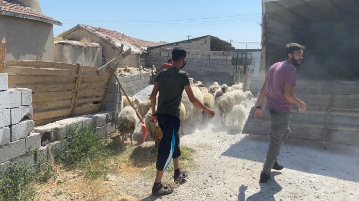Aksaray’dan yangın mağdurlarına canlı hayvan yardımı