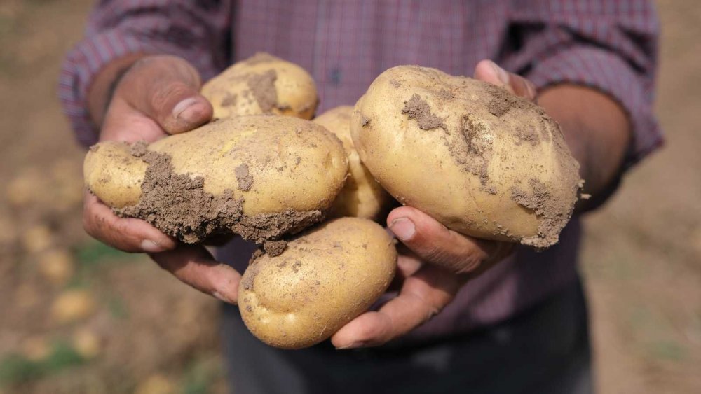 Bu Gübreyle 10 Dönüm Alandan 30 Ton Patates Alındı