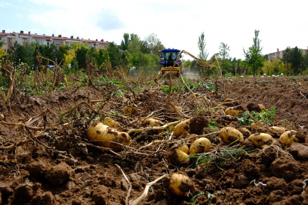 Bu Gübreyle 10 Dönüm Alandan 30 Ton Patates Alındı