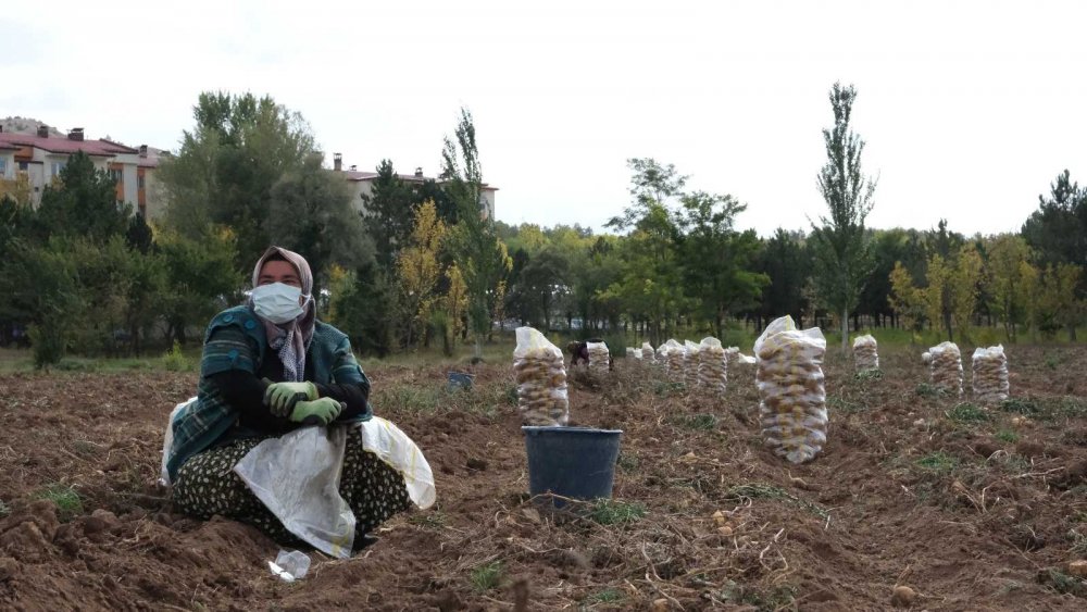 Bu Gübreyle 10 Dönüm Alandan 30 Ton Patates Alındı