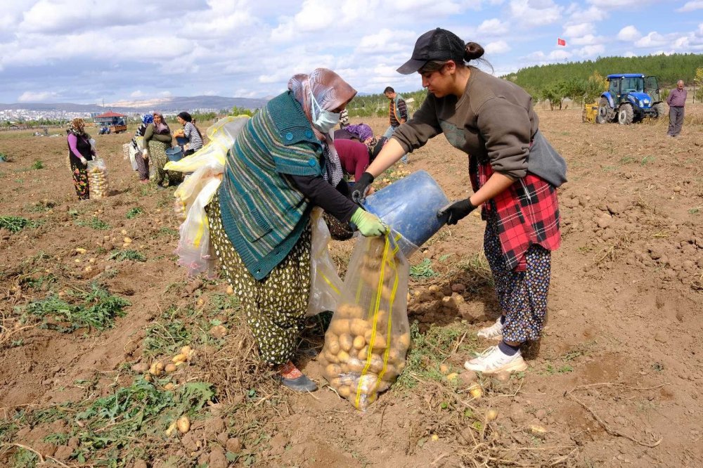 Bu Gübreyle 10 Dönüm Alandan 30 Ton Patates Alındı