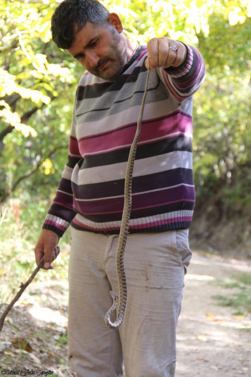 Yılan Şov! Yolda Gördüğü Yılanı Yakalayıp Eline Aldı, Oynadı