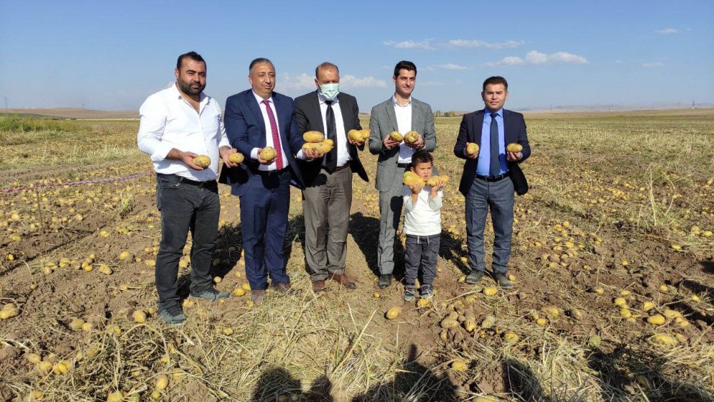 Bu sene patateste 5 Milyon Ton rekolte bekleniyor