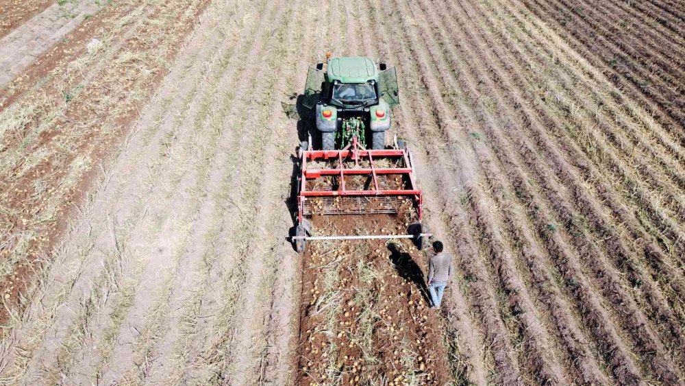 Bu sene patateste 5 Milyon Ton rekolte bekleniyor