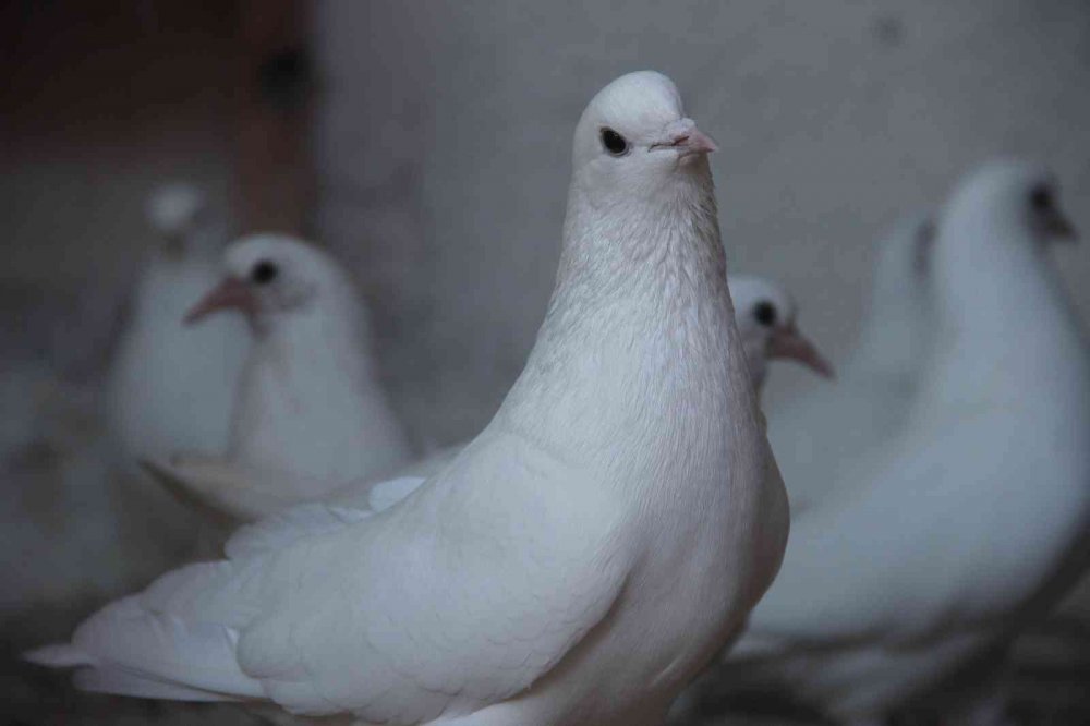 "Evladım" dediği güvercinlerine tam 50 yıldır bakıyor