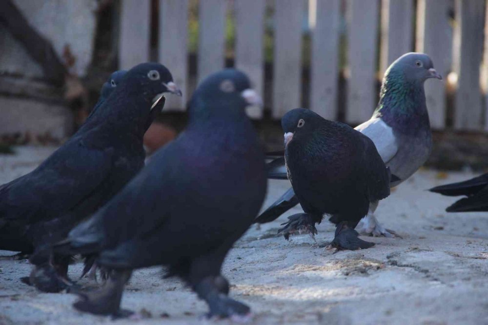 "Evladım" dediği güvercinlerine tam 50 yıldır bakıyor