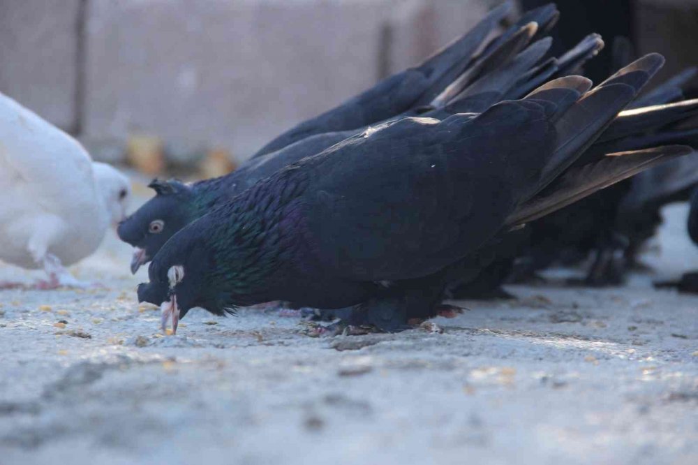 "Evladım" dediği güvercinlerine tam 50 yıldır bakıyor