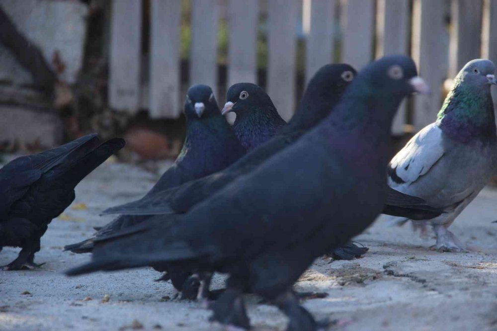 "Evladım" dediği güvercinlerine tam 50 yıldır bakıyor