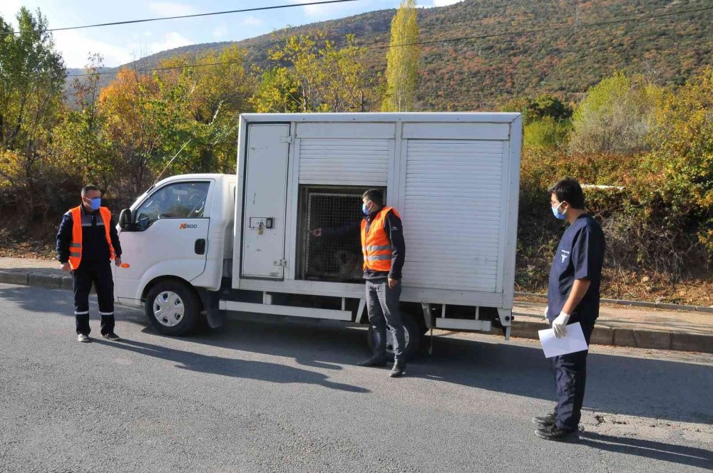 Akşehir Belediyesi sahipsiz sokak hayvanlarını kısırlaştırıyor!