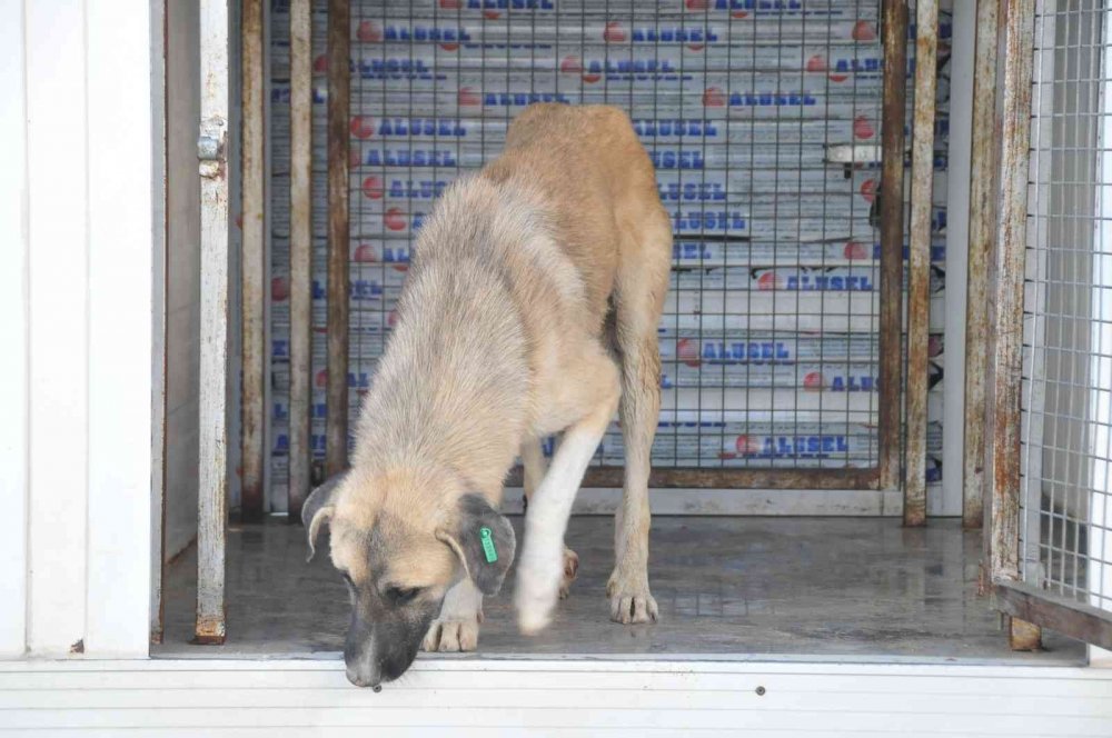 Akşehir Belediyesi sahipsiz sokak hayvanlarını kısırlaştırıyor!