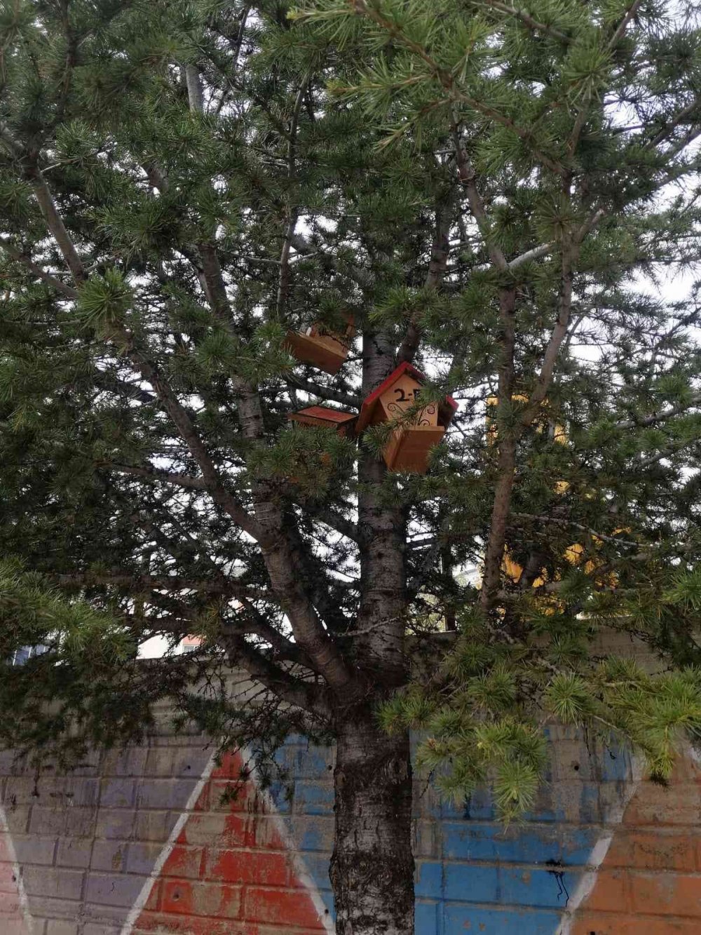 Beyşehir’de Ağaçlara Kuş Evleri Asıldı