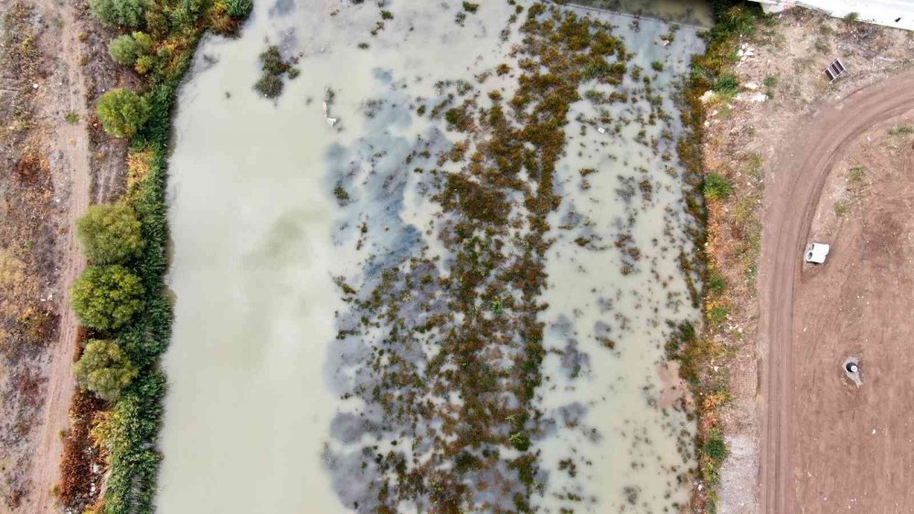 Daha Konya Ovası'na Su Getirecektik! Kızılırmak Otlağa Dönüştü