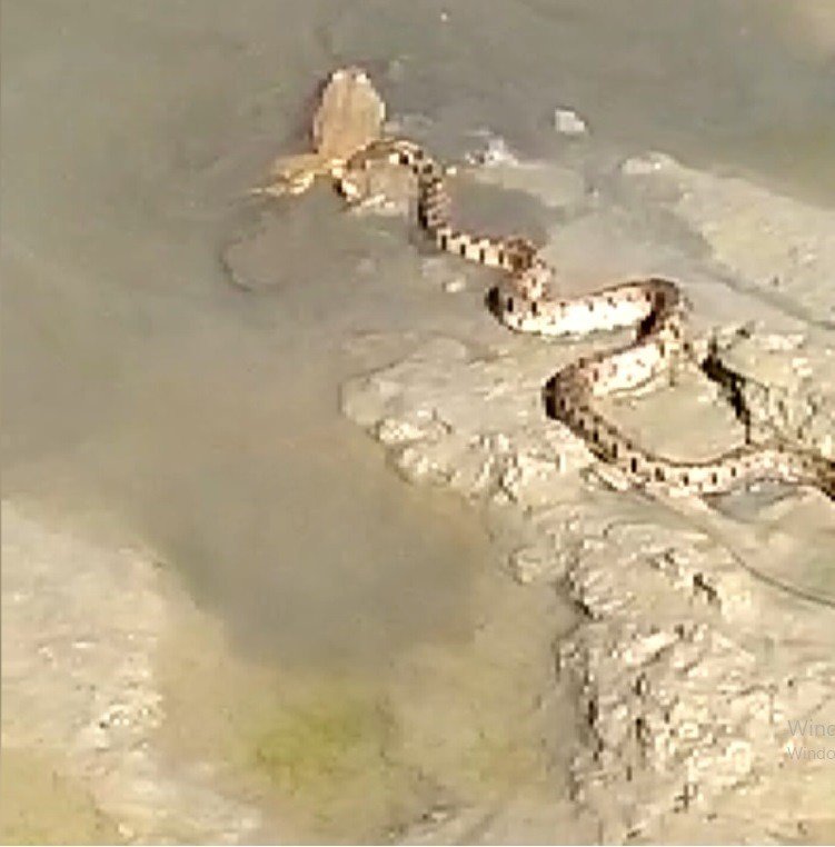 Yılanın Yakaladığı Kurbağayla Zor İmtihanı