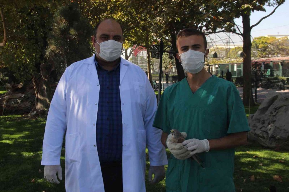 Bu nasıl insanlık! Atmacanın göz kapaklarını dikip ayaklarını bağladılar