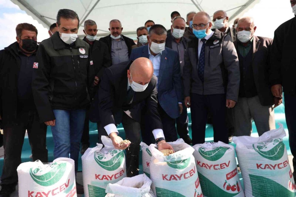 Kocasinan Belediyesi, Çiftçilere Gacer Buğdayı Dağıttı