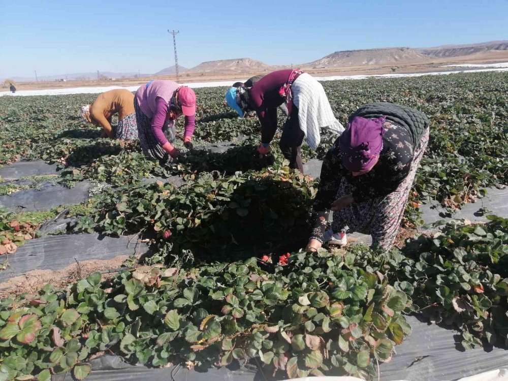 Aksaray'da Tarlada Çilek Hasadı Mesaisi Devam Ediyor