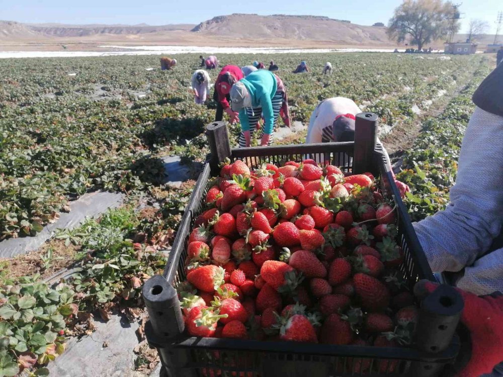Aksaray'da Tarlada Çilek Hasadı Mesaisi Devam Ediyor