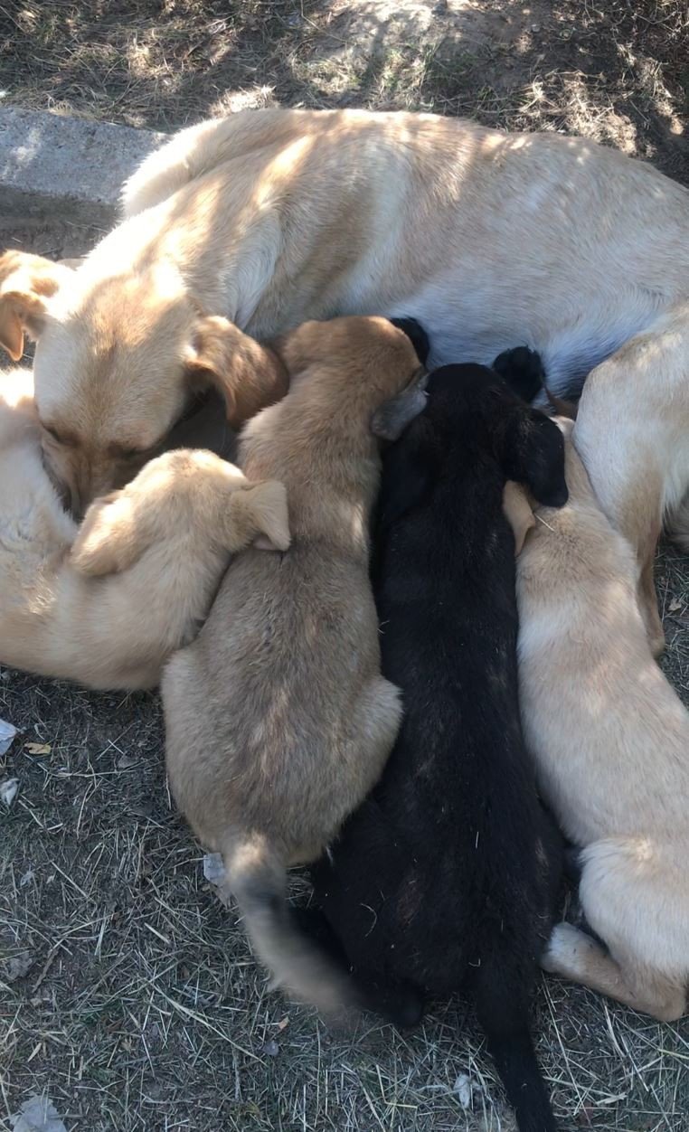 Köpek Deyip Geçme! Önce Yavrusu İçin Çırpındı Sonra Adeta Sevinç Gösterisinde Bulundu