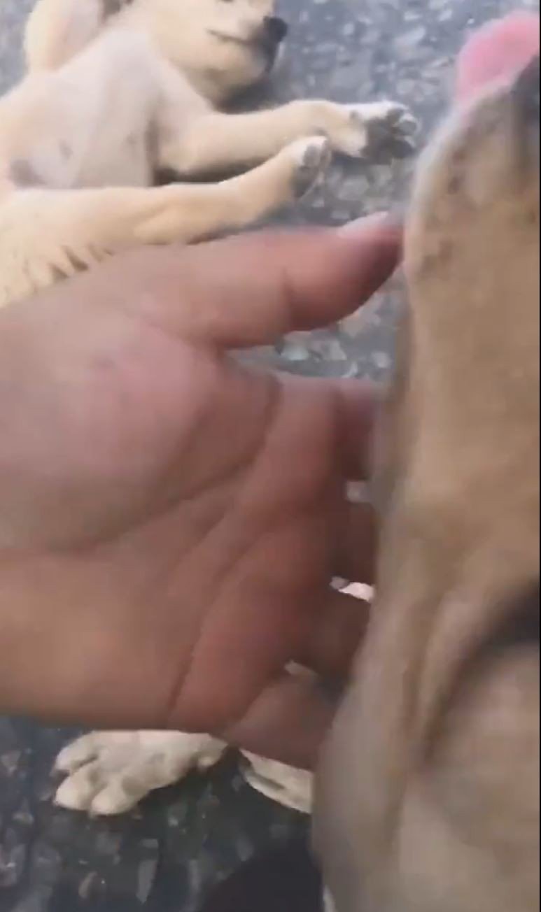 Köpek Deyip Geçme! Önce Yavrusu İçin Çırpındı Sonra Adeta Sevinç Gösterisinde Bulundu
