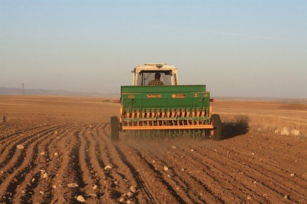 Yerli buğday çeşitlerinin tohumları toprakla buluştu