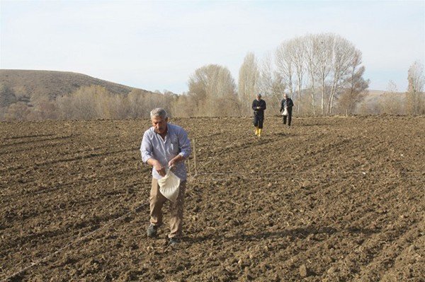Yerli buğday çeşitlerinin tohumları toprakla buluştu