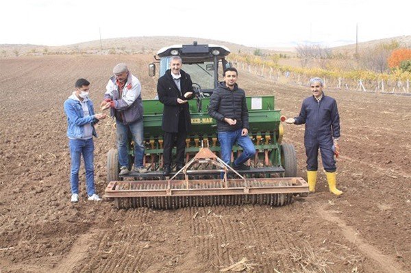 Yerli buğday çeşitlerinin tohumları toprakla buluştu