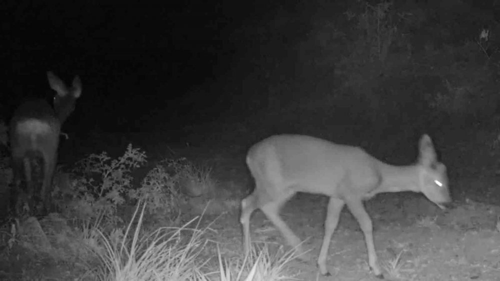 Yaban Hayatı Fotokapana Yansıdı!