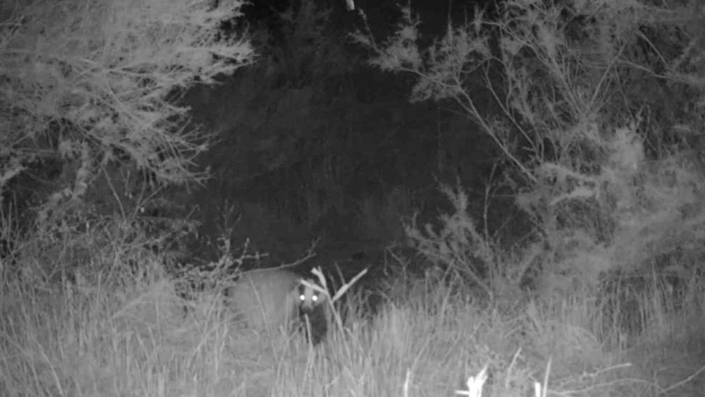 Yaban Hayatı Fotokapana Yansıdı!