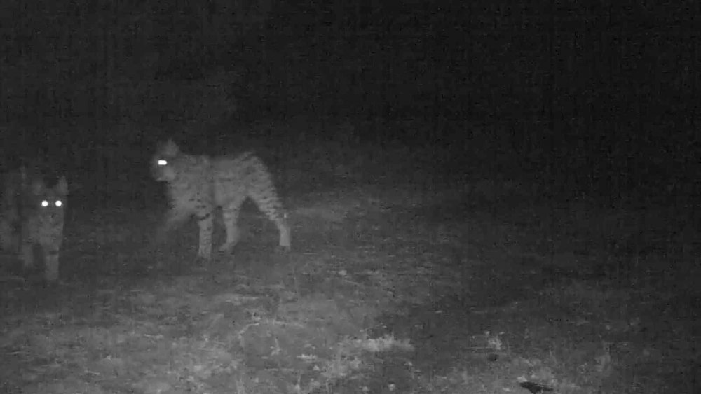 Yaban Hayatı Fotokapana Yansıdı!