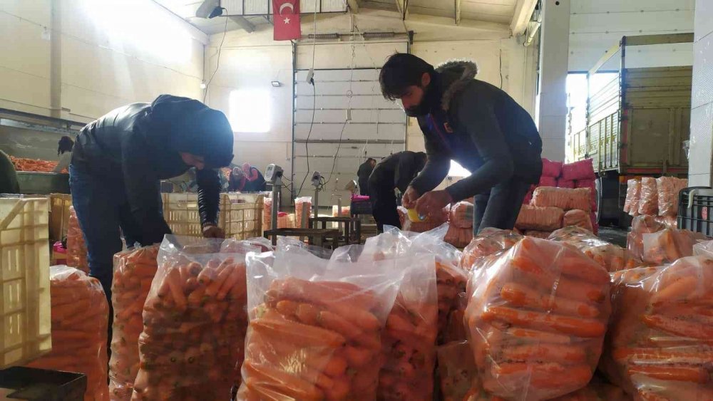 Depolardaki havuç, sevkiyata hazırlanıyor