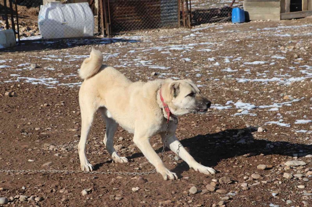 Uzman Görüşü, "Pitbullar İnsan Elinde Katilleşiyor!"