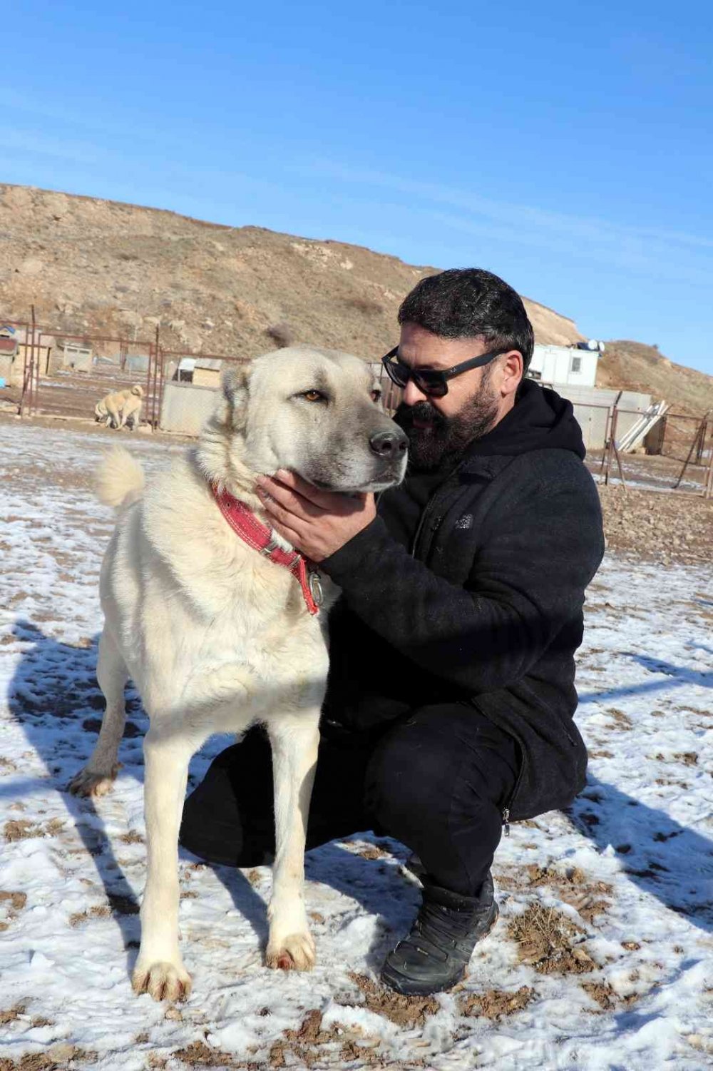 Uzman Görüşü, "Pitbullar İnsan Elinde Katilleşiyor!"