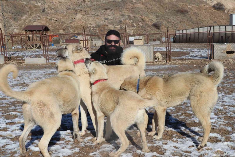 Uzman Görüşü, "Pitbullar İnsan Elinde Katilleşiyor!"