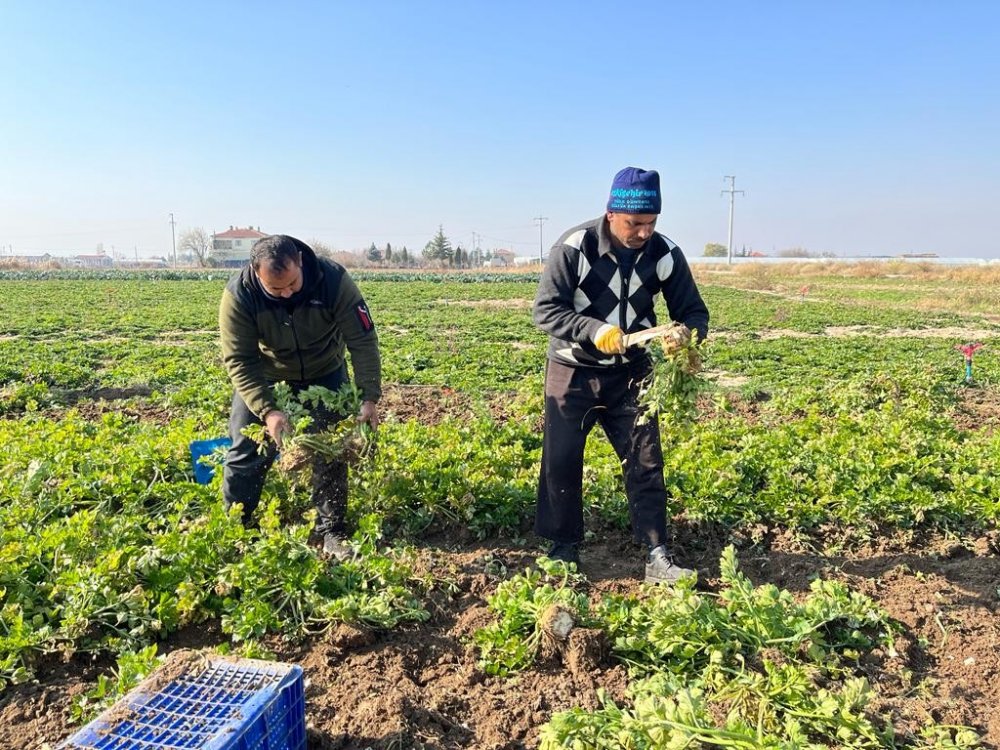 Üreticide 2 Buçuk TL, Markette 8 TL!