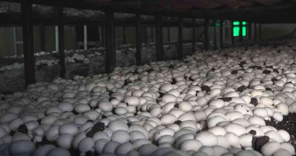 Aksaray hibeyle mantar çiftliği kuran ev hanımı kendi işinin patronu oldu