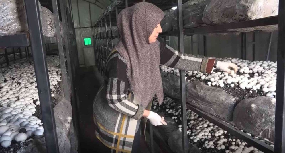 Aksaray hibeyle mantar çiftliği kuran ev hanımı kendi işinin patronu oldu