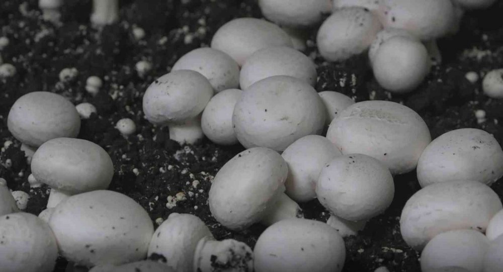 Aksaray hibeyle mantar çiftliği kuran ev hanımı kendi işinin patronu oldu