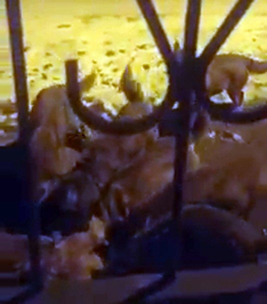 Köye inen 8 kurt köpeği parçaladı