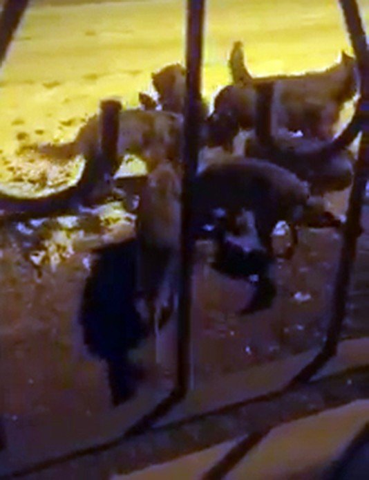 Köye inen 8 kurt köpeği parçaladı