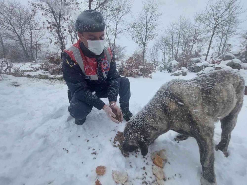 Hayvanlara yiyecek götüren Aksaray jandarması yürekleri ısıttı